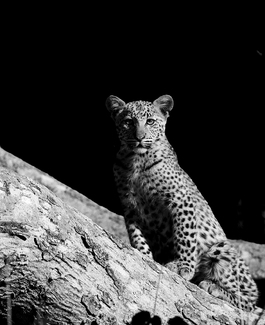 Sub Adult Leopard Sub Adult Leopard