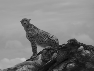 Cheetah Lookout