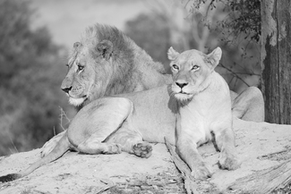 Their Majesties Their Majesties