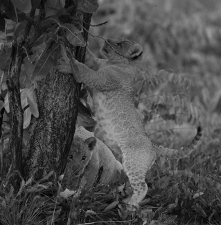 I'm Climbing Here I'm Climbing Here