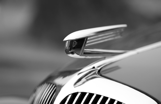 Winged Bee Winged Bee