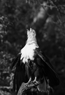Fish Eagle Call Fish Eagle Call