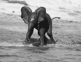 Youngster At Play Youngster At Play