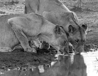 Lioness' Drinking