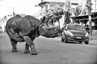 A single horned Rhino on City