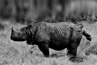 Rhinoceros defecating in the jungles 