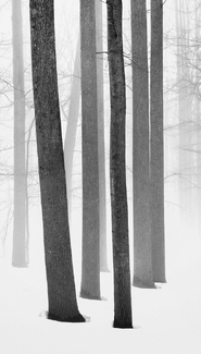 Wintry Woodland #2 Wintry Woodland #2