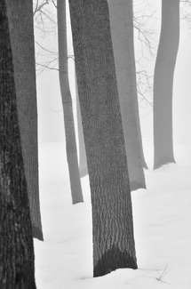 Wintry Woodland #1 Wintry Woodland #1