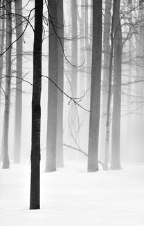 Wintry Woodland #7 Wintry Woodland #7