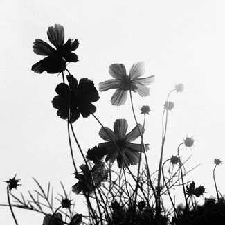 A Few Flowers A Few Flowers