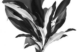 Monochrome Mata Monochrome Mata