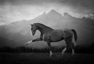 Tatra Mountain Horse