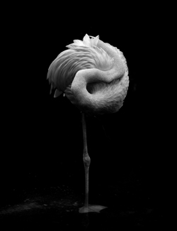 Flamingo Flower Flamingo Flower