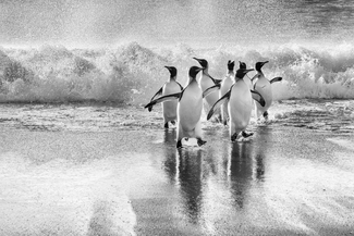 Kings of Gold Harbour Kings of Gold Harbour