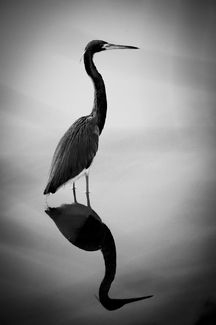 Morning Light Morning Light