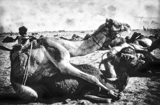 Camels Mating Camels Mating