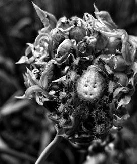 The Shamrock Orbweaver on Garlic