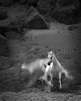 Desert Freedom Desert Freedom