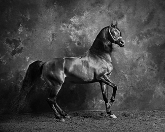 Stallion Portrait Stallion Portrait