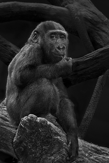 Country Monkey Country Monkey