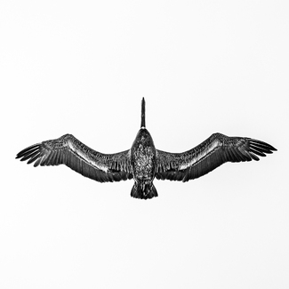 Symmetry in Flight Symmetry in Flight