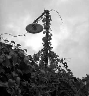 Climbing plant #1# Climbing plant #1#