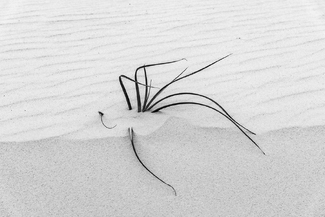 Grass standing on a windy Grass standing on a windy