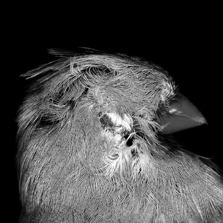 Cardinal Head 2 Cardinal Head 2