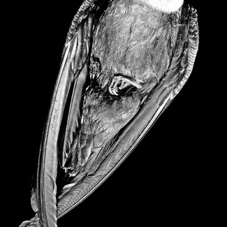 Chimney Swift Feet Chimney Swift Feet