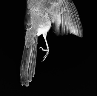 Cardinal Foot Cardinal Foot