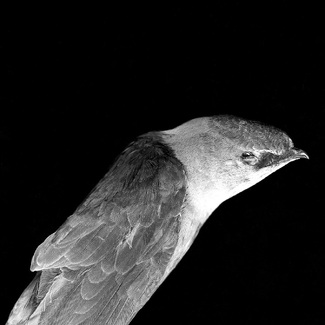 Chimney Swift Chimney Swift