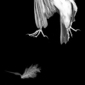 Sparrow Feet 2 Sparrow Feet 2