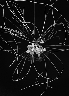 Cat's Whiskers Flower Cat's Whiskers Flower
