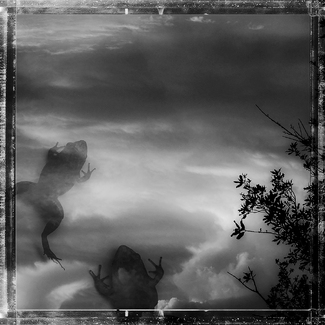 Frogs Fell From the Sky Frogs Fell From the Sky