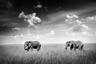 Two elephants in the field