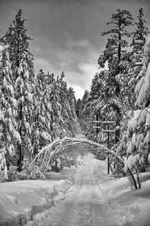 Bent Tree Over Road Bent Tree Over Road