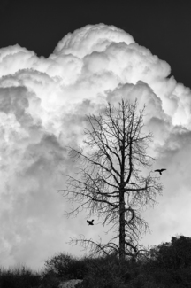 Dead Tree With Crows