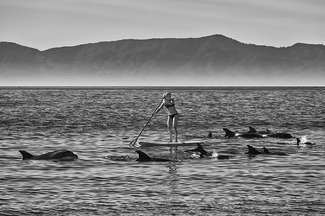 Paddles With Dolphins Paddles With Dolphins