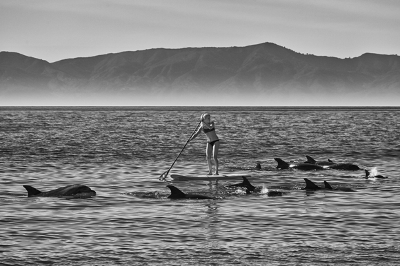 Paddles With Dolphins