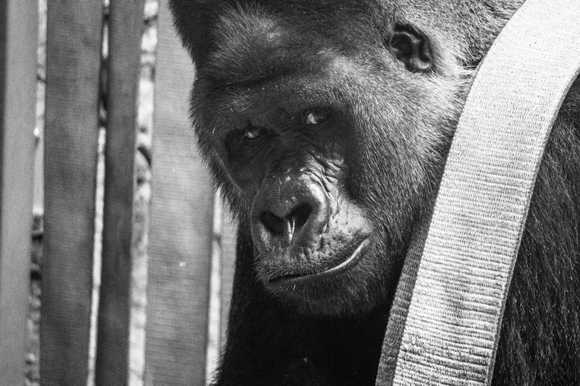 The sweet gaze of the gorilla