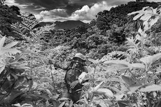 in the jungle you must wait in the jungle you must wait