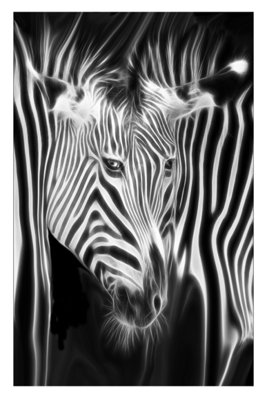 Zebra Illusions in BW