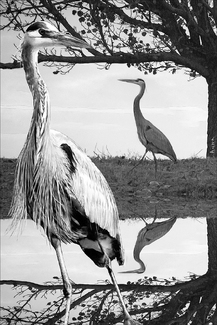 BW Blue Heron Reflections