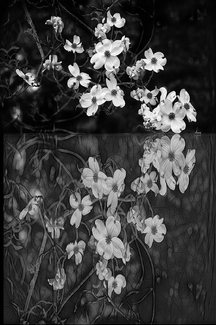 White Dogwood Reflections White Dogwood Reflections