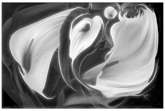Calla Lily Swirls Calla Lily Swirls