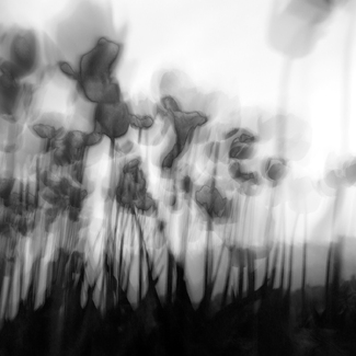 Tulips in the Night Tulips in the Night