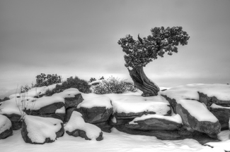 Lonely Bristlecone Pine Lonely Bristlecone Pine