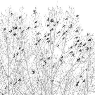 Starlings Sheet Music Starlings Sheet Music