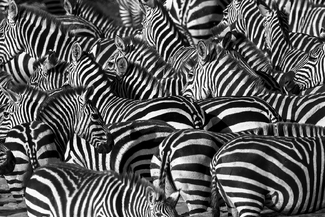 Zebra Texture and Patterns D New Zebra Texture and Patterns D New
