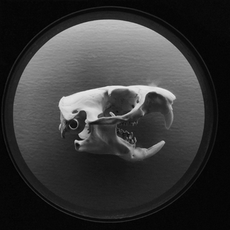 Skull Skull